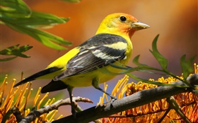 Gelbe schwarze Federn Vogel, Schnabel, Zweig, Blätter HD Hintergrundbilder