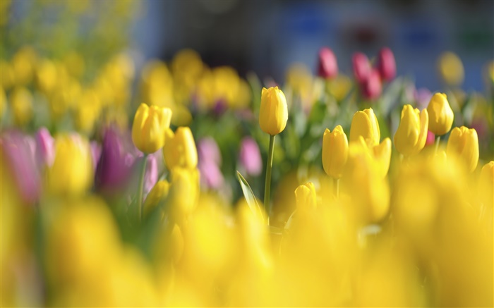 Gelbe Tulpen, Blumen, Frühling, Unschärfe Hintergrundbilder Bilder