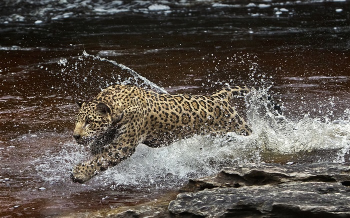 Amazonien Fluss, raub, Jaguar läuft im Wasser Hintergrundbilder Bilder