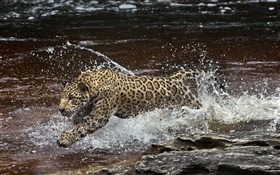 Amazonien Fluss, raub, Jaguar läuft im Wasser HD Hintergrundbilder