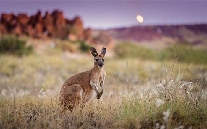 Australien, Känguru, Gras Hintergrundbilder Bilder