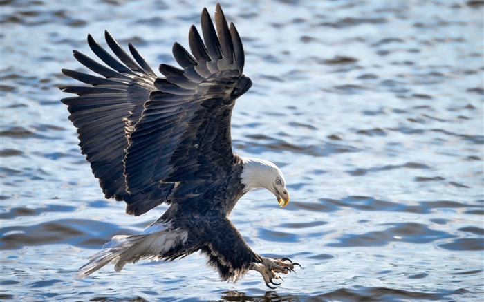 Bald Eagle fliegen, Flügel, Angeln, Wasserski Hintergrundbilder Bilder