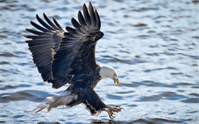 Bald Eagle fliegen, Flügel, Angeln, Wasserski HD Hintergrundbilder