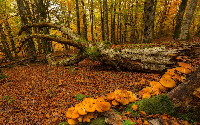 Baskische Land, Spanien, Wald, Bäume, Pilze, Herbst Hintergrundbilder Bilder