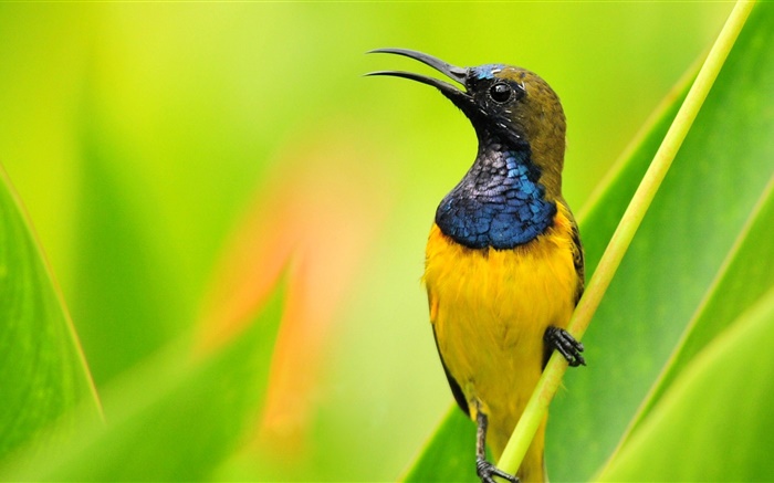 Vogel close-up, blau gelben Federn, grünen Hintergrund Hintergrundbilder Bilder