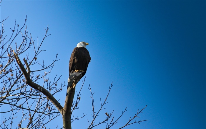Vögel, Adler im Baum, blauer Himmel Hintergrundbilder Bilder