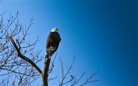 Vögel, Adler im Baum, blauer Himmel HD Hintergrundbilder