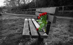 Schwarz-Weiß-Foto, Bank, rote Tulpe Blumen HD Hintergrundbilder