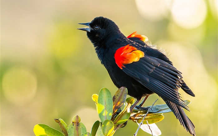 Schwarze Federn Vogel, Blätter, Zweig Hintergrundbilder Bilder