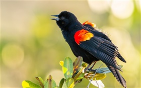 Schwarze Federn Vogel, Blätter, Zweig HD Hintergrundbilder