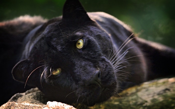 Schwarzer Panther, Gesicht, gelbe Augen Hintergrundbilder Bilder