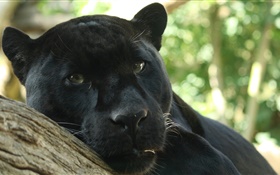 Schwarzer Panther Rest, Bokeh HD Hintergrundbilder