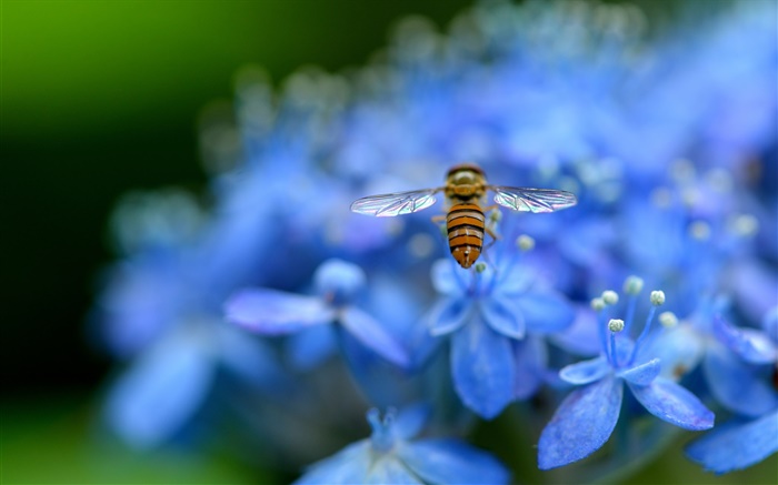 Blaue Hortensien, Insekt, Biene Hintergrundbilder Bilder