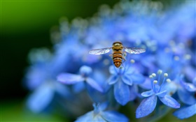 Blaue Hortensien, Insekt, Biene HD Hintergrundbilder