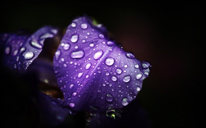 Blau lila Blumen, Blütenblätter , Wassertropfen , schwarzer Hintergrund Hintergrundbilder Bilder