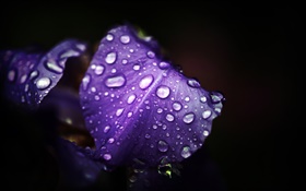 Blau lila Blumen, Blütenblätter , Wassertropfen , schwarzer Hintergrund HD Hintergrundbilder