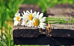 Blumenstrauß weiße Kamillenblüten HD Hintergrundbilder