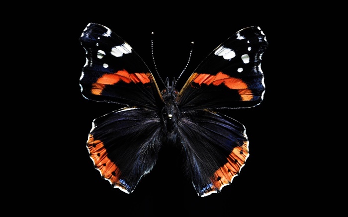 Schmetterling schöne Flügel, schwarzer Hintergrund Hintergrundbilder Bilder