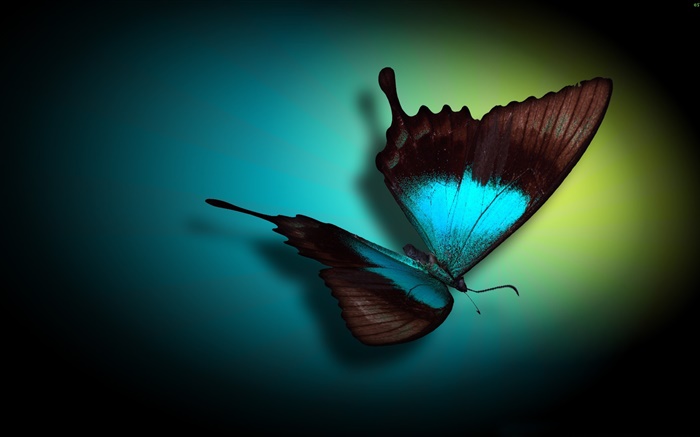 Schmetterling close-up, blau, schwarz, Licht Hintergrundbilder Bilder