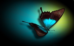 Schmetterling close-up, blau, schwarz, Licht HD Hintergrundbilder