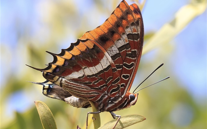 Schmetterling close-up, Insekt Hintergrundbilder Bilder