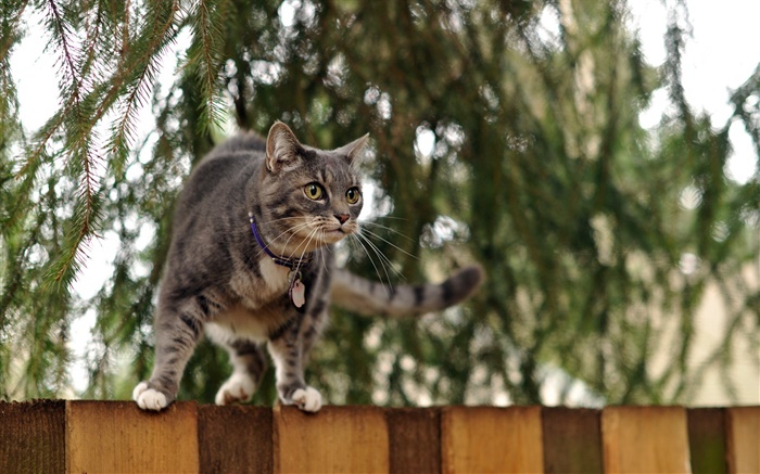 Katze stehend auf Zaun oben, Bokeh Hintergrundbilder Bilder