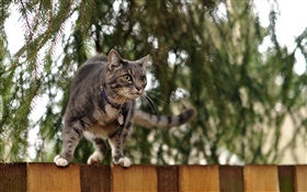 Katze stehend auf Zaun oben, Bokeh HD Hintergrundbilder