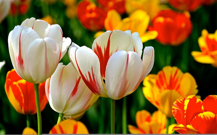 Bunte Blütenblätter , weiß, rot, orange, Tulpen, Blumen Hintergrundbilder Bilder