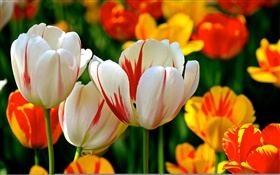 Bunte Blütenblätter , weiß, rot, orange, Tulpen, Blumen HD Hintergrundbilder