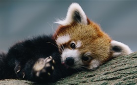 Netter roter Panda, Holz, Baum HD Hintergrundbilder