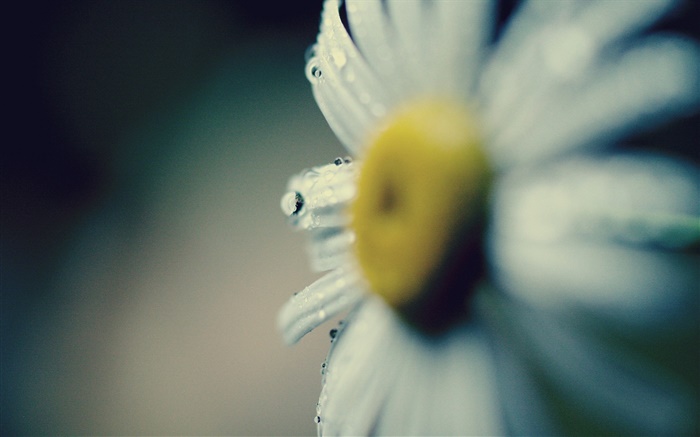 Daisy close-up, Blume, Blütenblätter , Tau Hintergrundbilder Bilder
