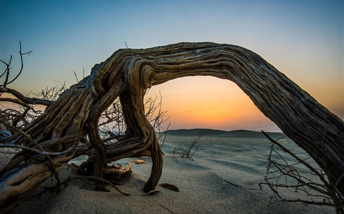 Wüste, Sonnenuntergang, Sand, Totholz, Dämmerung Hintergrundbilder Bilder