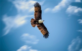 Adler fliegen, blauer Himmel, Flügel HD Hintergrundbilder