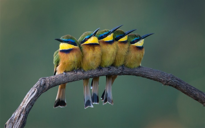 Fünf niedliche Vögel stehen auf dem Ast Hintergrundbilder Bilder