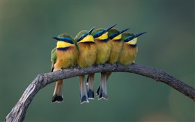 Fünf niedliche Vögel stehen auf dem Ast