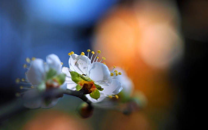 Blumen im Garten, weißen Blüten, aufflackern, Frühling, Bokeh Hintergrundbilder Bilder