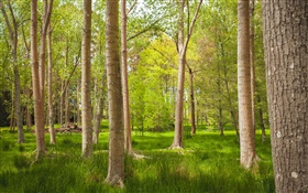 Wald, Bäume, Gras, Sommer HD Hintergrundbilder