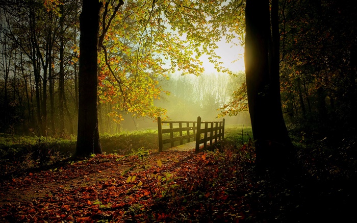 Wald, Bäume, Blätter, Weg, Brücke, Sonnenlicht, Nebel Hintergrundbilder Bilder