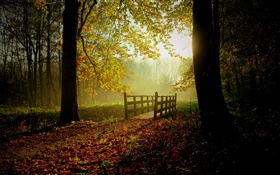 Wald, Bäume, Blätter, Weg, Brücke, Sonnenlicht, Nebel HD Hintergrundbilder