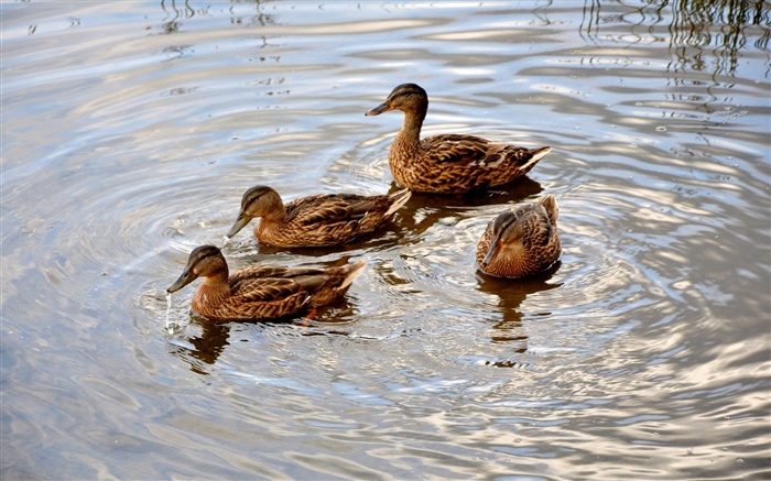 Vier Enten im Teich, Wasser, Welle Hintergrundbilder Bilder