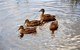 Vier Enten im Teich, Wasser, Welle HD Hintergrundbilder
