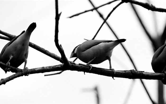 Graue Vögel, Baumzweig Hintergrundbilder Bilder