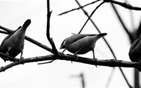 Graue Vögel, Baumzweig HD Hintergrundbilder