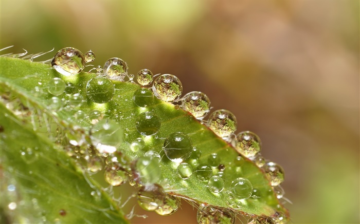Grünes Blattmakro , Wassertropfen Hintergrundbilder Bilder