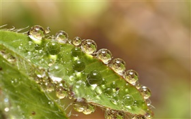 Grünes Blattmakro , Wassertropfen