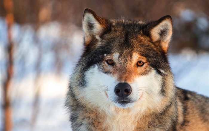 Grauer Wolf close-up, Portrait, Winter Hintergrundbilder Bilder