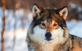 Grauer Wolf close-up, Portrait, Winter HD Hintergrundbilder