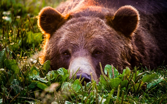 Grizzly close-up, Bär, Gesicht, Rest Hintergrundbilder Bilder