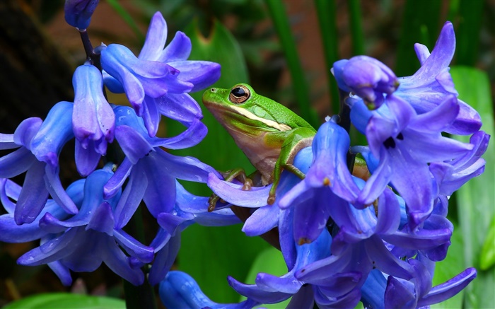 Hyacinthus, blaue Blumen, Baumfrosch Hintergrundbilder Bilder