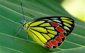 Insekt Schmetterling Makro, Motte, grünes Blatt HD Hintergrundbilder